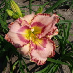 Location: Dreamy Daylilies - Chatham-Kent, Ontario   5b
Date: 2013-07-17