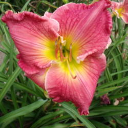 Location: Dreamy Daylilies - Chatham-Kent, Ontario   5b
Date: 2013-07-31