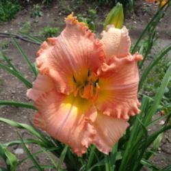 Location: Dreamy Daylilies - Chatham-Kent, Ontario   5b
Date: 2013-07-15
