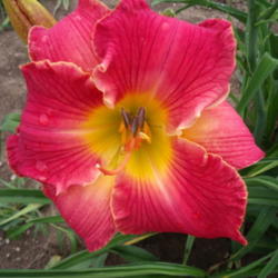 Location: Dreamy Daylilies - Chatham-Kent, Ontario   5b
Date: 2013-07-04