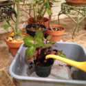 Small Washtub -- So Handy for Watering Houseplants!
