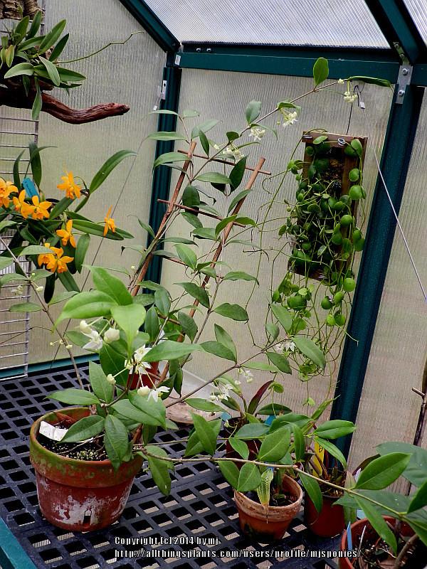 Photo of Wax Plant (Hoya odorata) uploaded by mjsponies