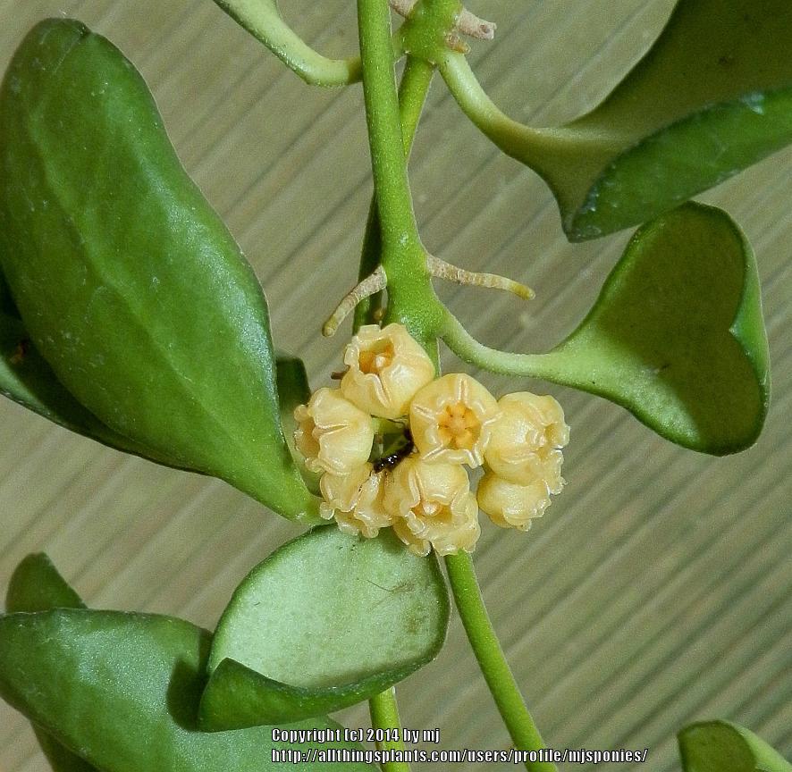 Photo of Wax Plant (Hoya heuschkeliana) uploaded by mjsponies