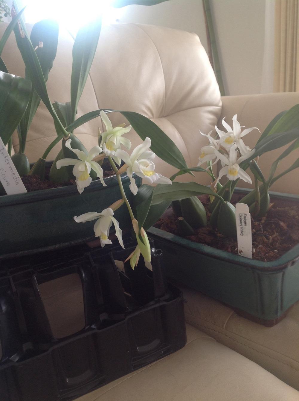 Photo of Orchid (Coelogyne) uploaded by 901Bertwood