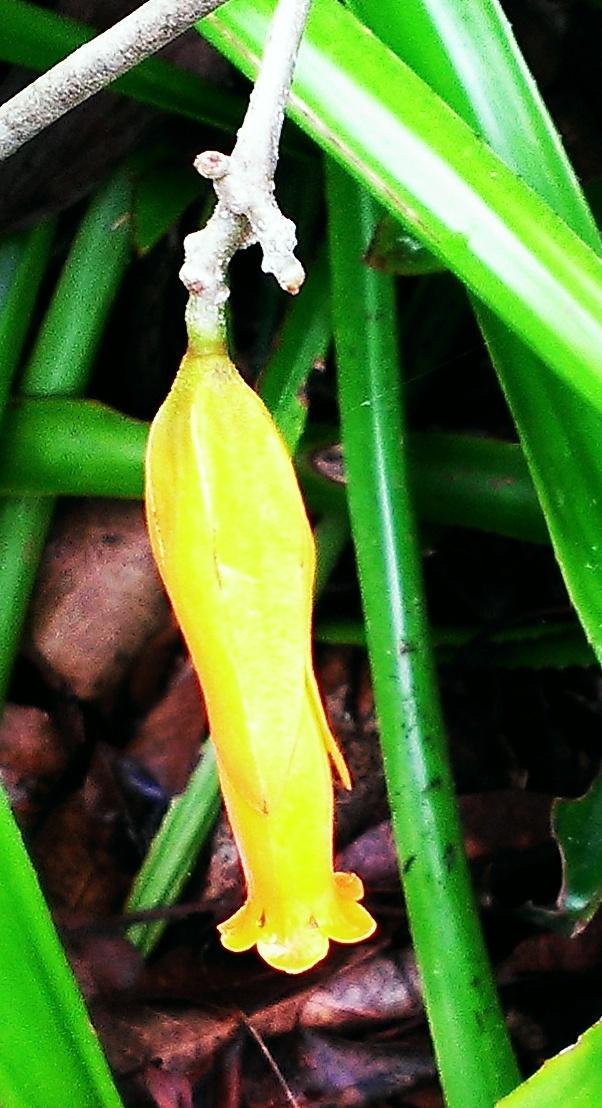 Photo of Gold Finger Plant (Juanulloa mexicana) uploaded by Dutchlady1
