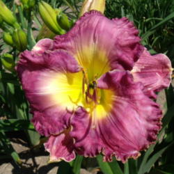 Location: Dreamy Daylilies - Chatham-Kent, Ontario   5b
Date: 2013-07-18