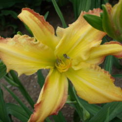 Location: Dreamy Daylilies - Chatham-Kent, Ontario   5b
Date: 2013-07-02