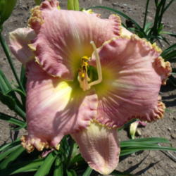 Location: Dreamy Daylilies - Chatham-Kent, Ontario   5b
Date: 2013-07-18