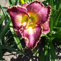 Location: Dreamy Daylilies - Chatham-Kent, Ontario   5b
Date: 2013-07-12