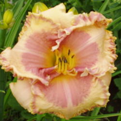 Location: Dreamy Daylilies - Chatham-Kent, Ontario   5b
Date: 2013-07-01