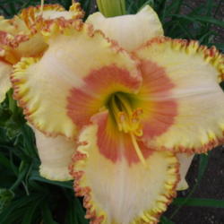 Location: Dreamy Daylilies - Chatham-Kent, Ontario   5b
Date: 2013-07-05