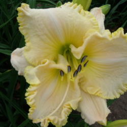 Location: Dreamy Daylilies - Chatham-Kent, Ontario   5b
Date: 2013-07-06