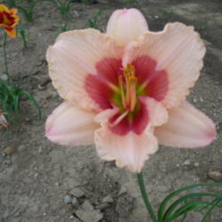 Location: Dreamy Daylilies - Chatham-Kent, Ontario   5b
Date: 2013-07-28