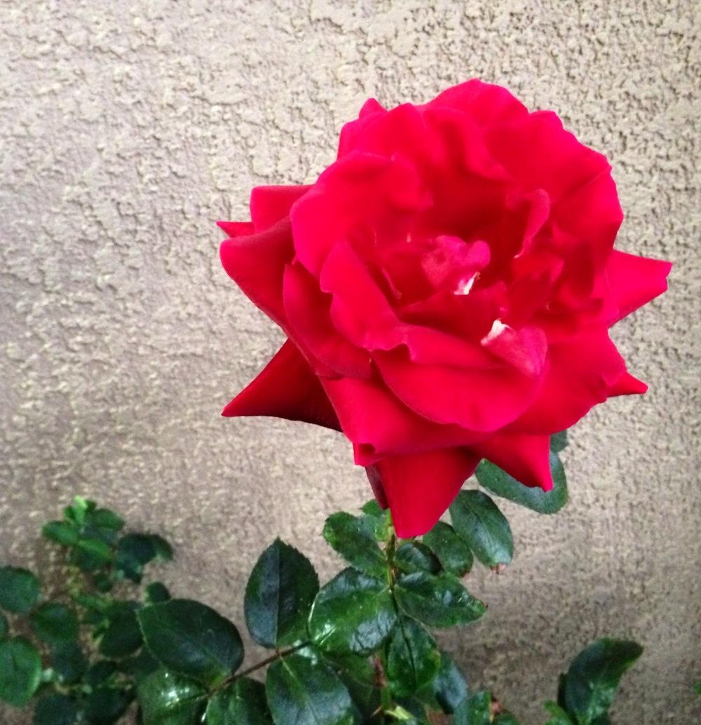 Photo of Hybrid Tea Rose (Rosa 'Mister Lincoln') uploaded by JulieB