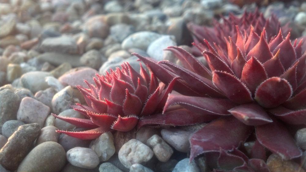 Photo of Hen and Chicks (Sempervivum 'Virgil Ford') uploaded by Sempsational