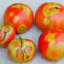 Tomatoes and Tomato Spotted Wilt Virus
