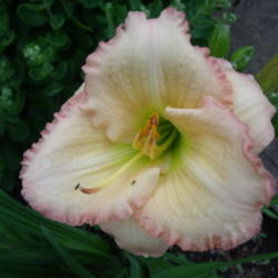 Location: Dreamy Daylilies - Chatham-Kent, Ontario   5b
Date: 2013-07-09