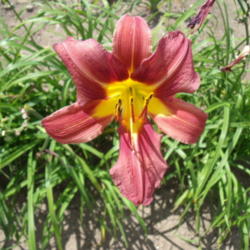 Location: Dreamy Daylilies - Chatham-Kent, Ontario   5b
Date: 2013-08-04