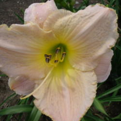 Location: Dreamy Daylilies - Chatham-Kent, Ontario   5b
Date: 2013-07-04