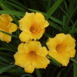Location: Dreamy Daylilies - Chatham-Kent, Ontario   5b
Date: 2006-06-22