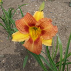 Location: Dreamy Daylilies - Chatham-Kent, Ontario   5b
Date: 2013-07-03