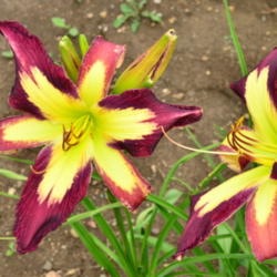 Location: Dreamy Daylilies - Chatham-Kent, Ontario   5b
Date: 2013-06-29