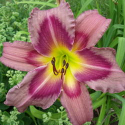 Location: Dreamy Daylilies - Chatham-Kent, Ontario   5b
Date: 2013-07-22