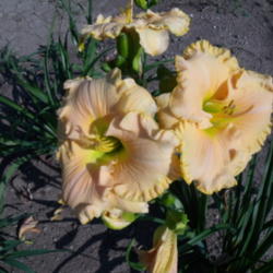 Location: Dreamy Daylilies - Chatham-Kent, Ontario   5b
Date: 2013-07-19