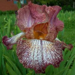 Location: Southeast Indiana
Date: May
Tall bearded iris 'Roadmap'