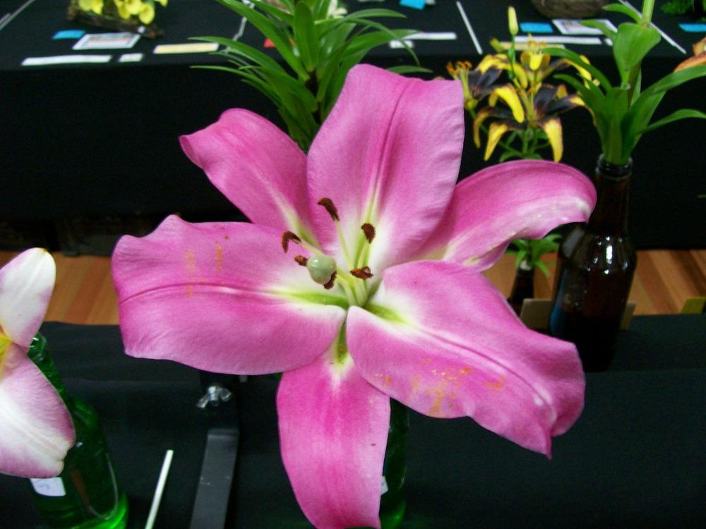 Photo of Lily (Lilium 'Tabledance') uploaded by gwhizz