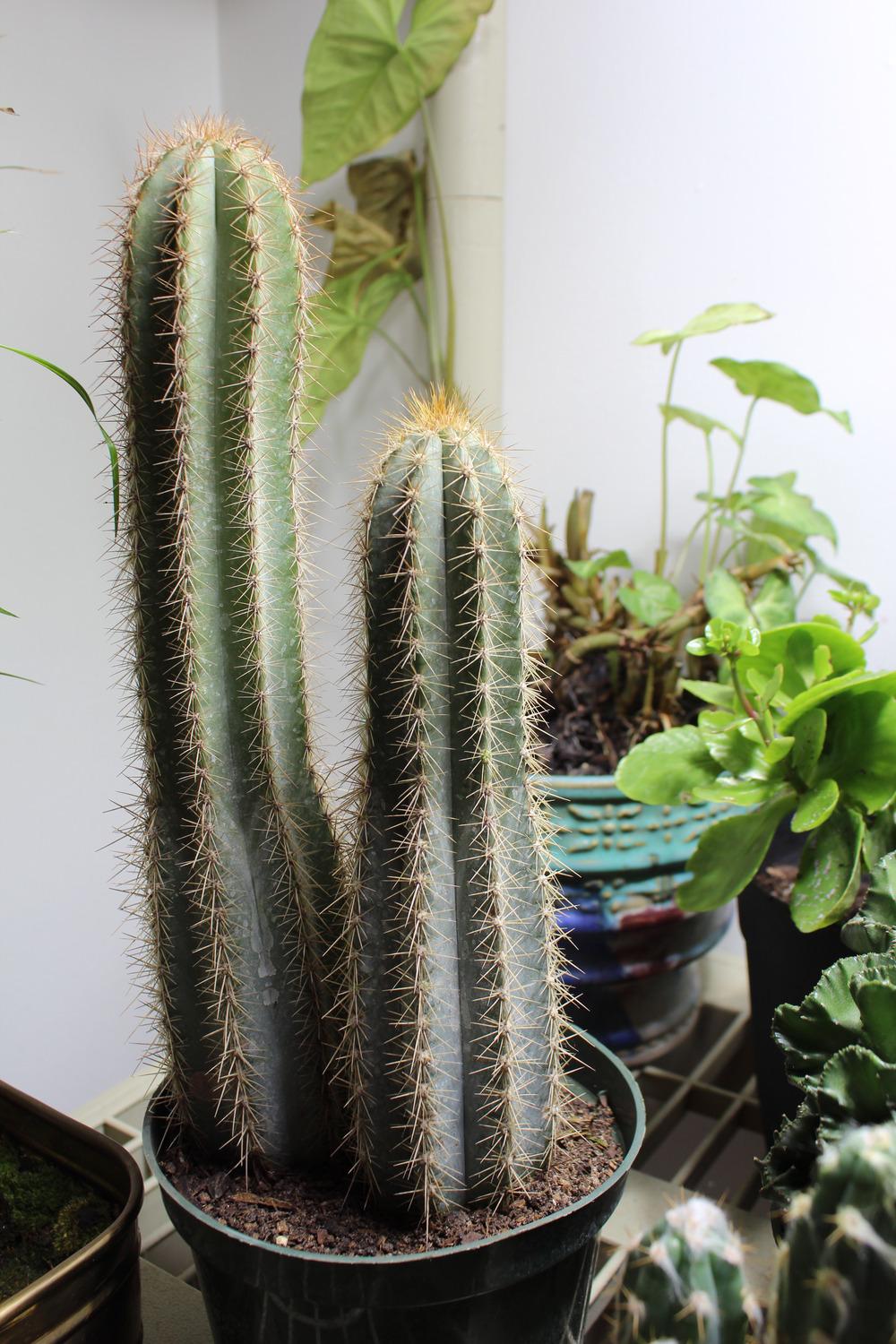 Photo of Blue Columnar Cactus (Pilosocereus pachycladus) uploaded by jeffgreen