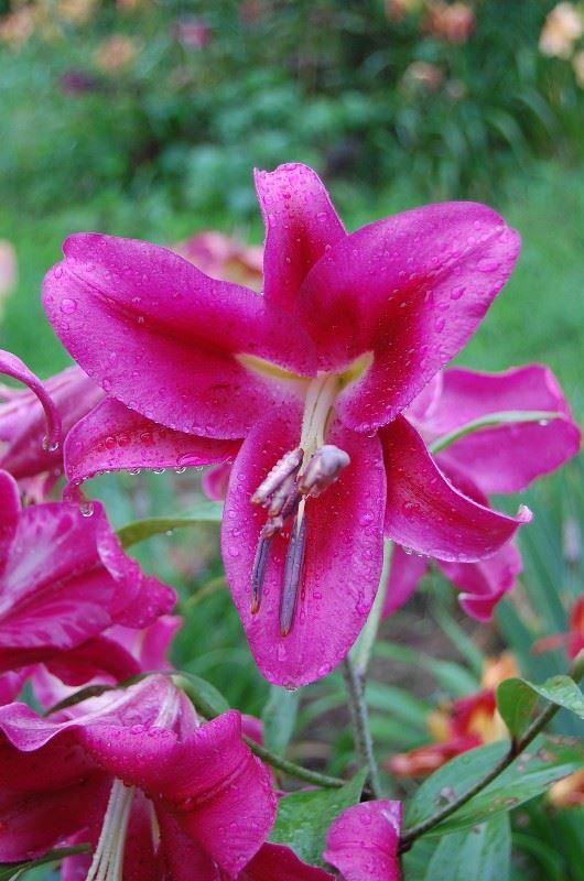 Photo of Lily (Lilium 'Fujian') uploaded by pixie62560