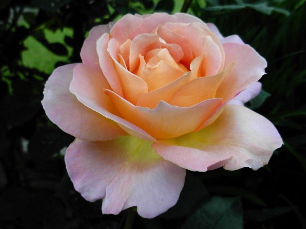 Photo of Rose (Rosa 'Tahitian Sunset') uploaded by Gilli