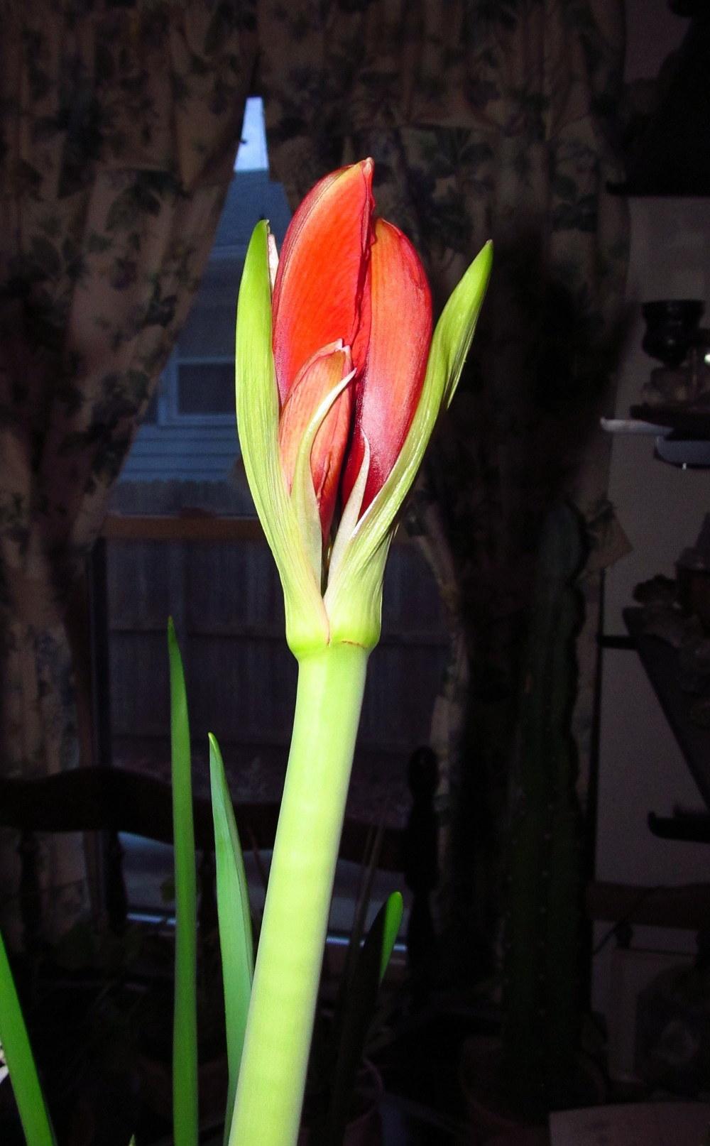 Photo of Amaryllis (Hippeastrum 'Red Lion') uploaded by jmorth