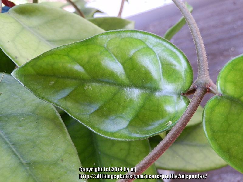 Photo of Wax Plant (Hoya fungii) uploaded by mjsponies