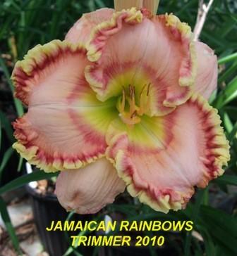 Photo of Daylily (Hemerocallis 'Jamaican Rainbows') uploaded by spunky1