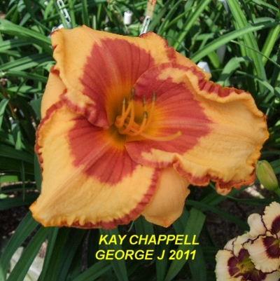 Photo of Daylily (Hemerocallis 'Kay Chappell') uploaded by spunky1