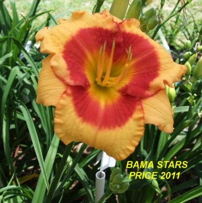 Photo of Daylily (Hemerocallis 'Bama Stars') uploaded by spunky1