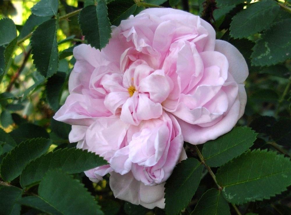 Photo of Rose (Rosa 'Stanwell Perpetual') uploaded by Gilli