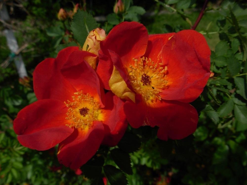 Photo of Rose (Rosa foetida 'Austrian Copper') uploaded by Gilli