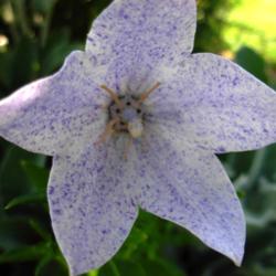 Location: Kamloops, BC, Canada
Date: 2012-07-30
A speckled hybrid balloon flower