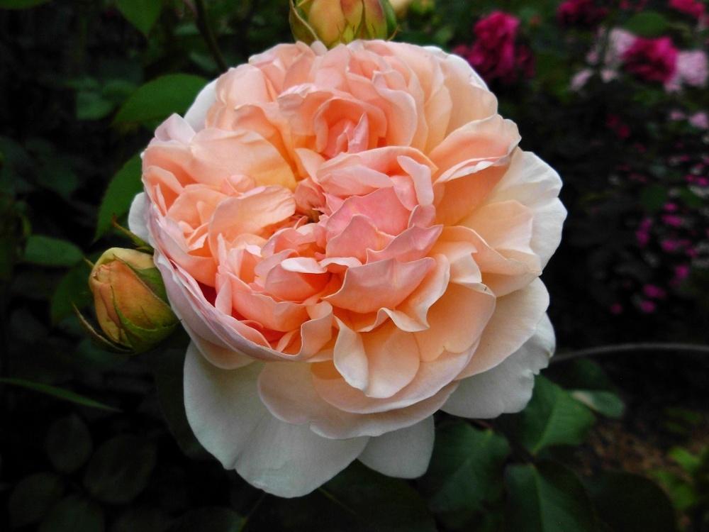 Photo of English Shrub Rose (Rosa 'Evelyn') uploaded by Gilli
