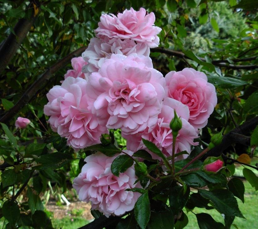 Photo of Shrub Rose (Rosa 'Bonica') uploaded by Gilli