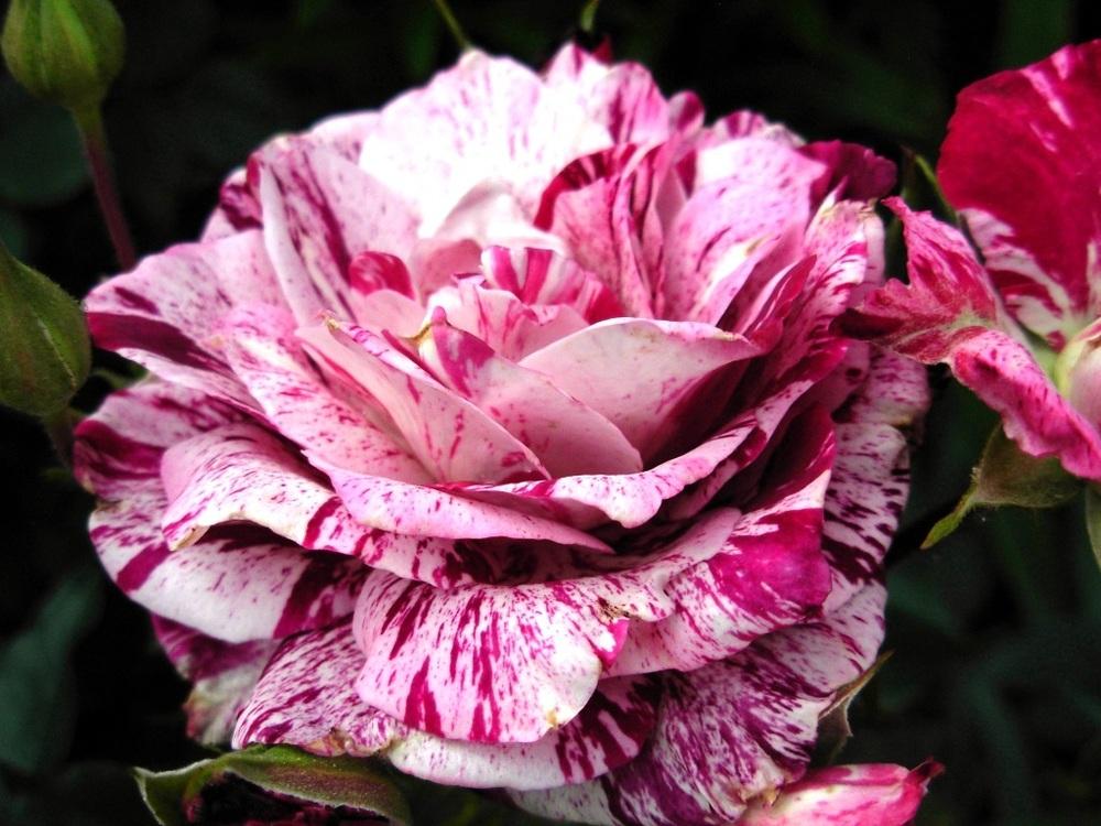 Photo of Rose (Rosa 'Purple Tiger') uploaded by Gilli