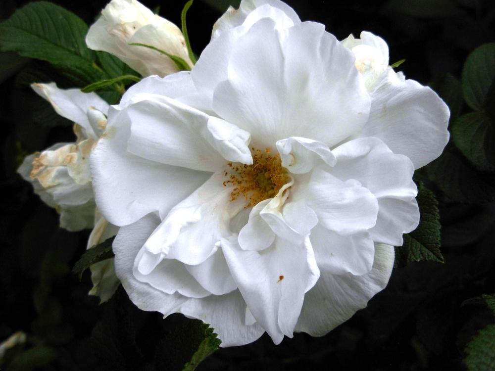 Photo of Hybrid Rugosa Rose (Rosa 'Blanc Double de Coubert') uploaded by Gilli
