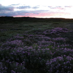 Location: At Herdubreidarlindir, North Iceland.
Date: July 25th 2011 at midnight.
In the midnight dusk late in July