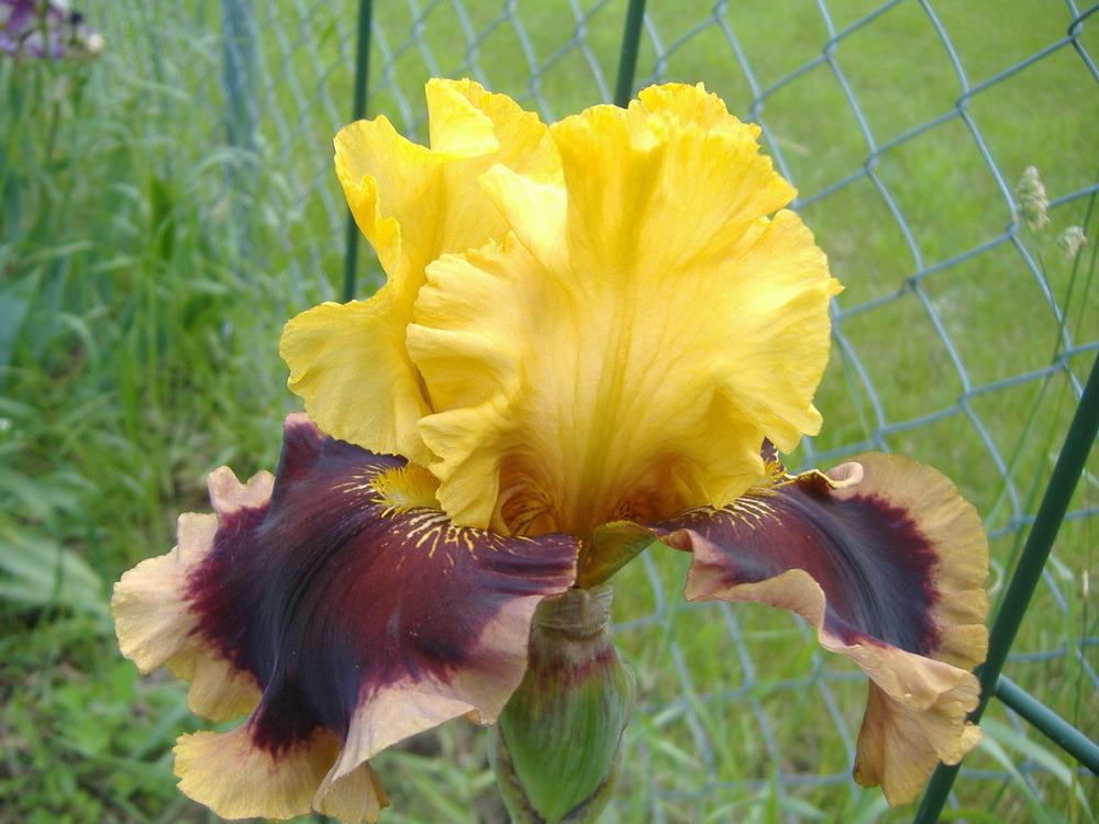 Photo of Tall Bearded Iris (Iris 'Mastery') uploaded by tveguy3