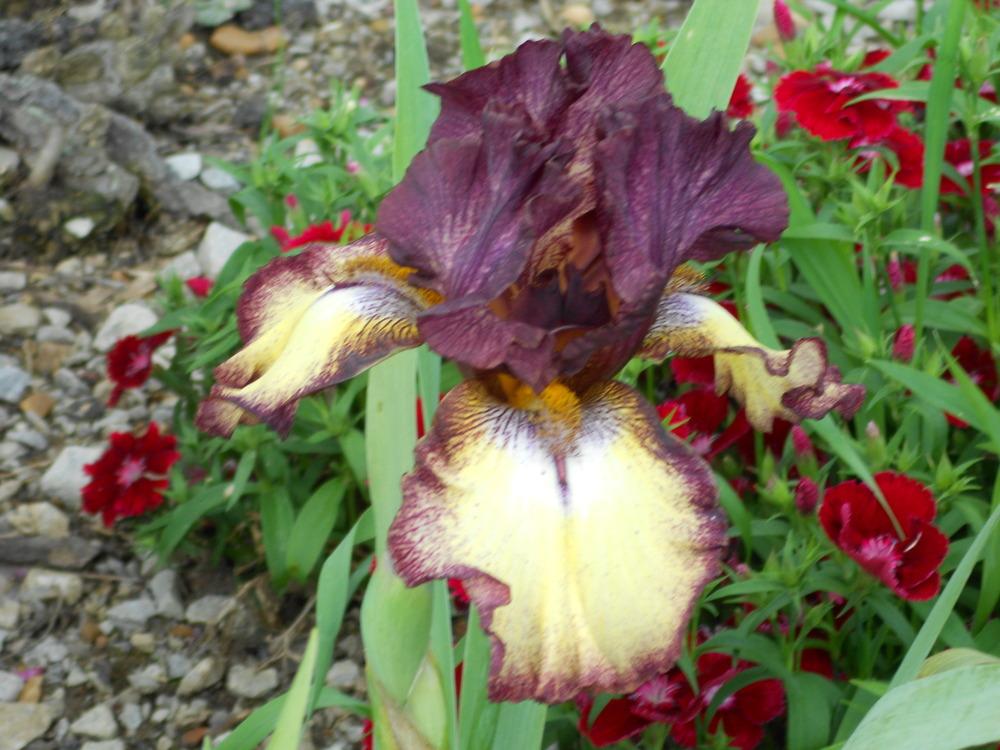 Photo of Tall Bearded Iris (Iris 'Dragon Flight') uploaded by Muddymitts