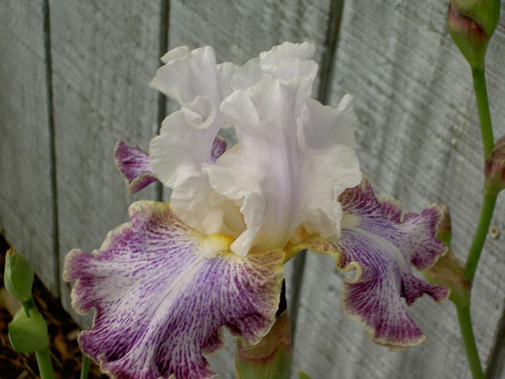 Photo of Tall Bearded Iris (Iris 'Vapor') uploaded by Muddymitts