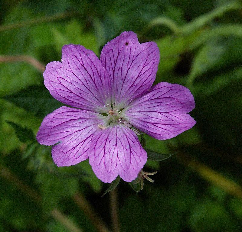Photo of French Crane's-bill (Geranium 'Wargrave Pink') uploaded by SongofJoy